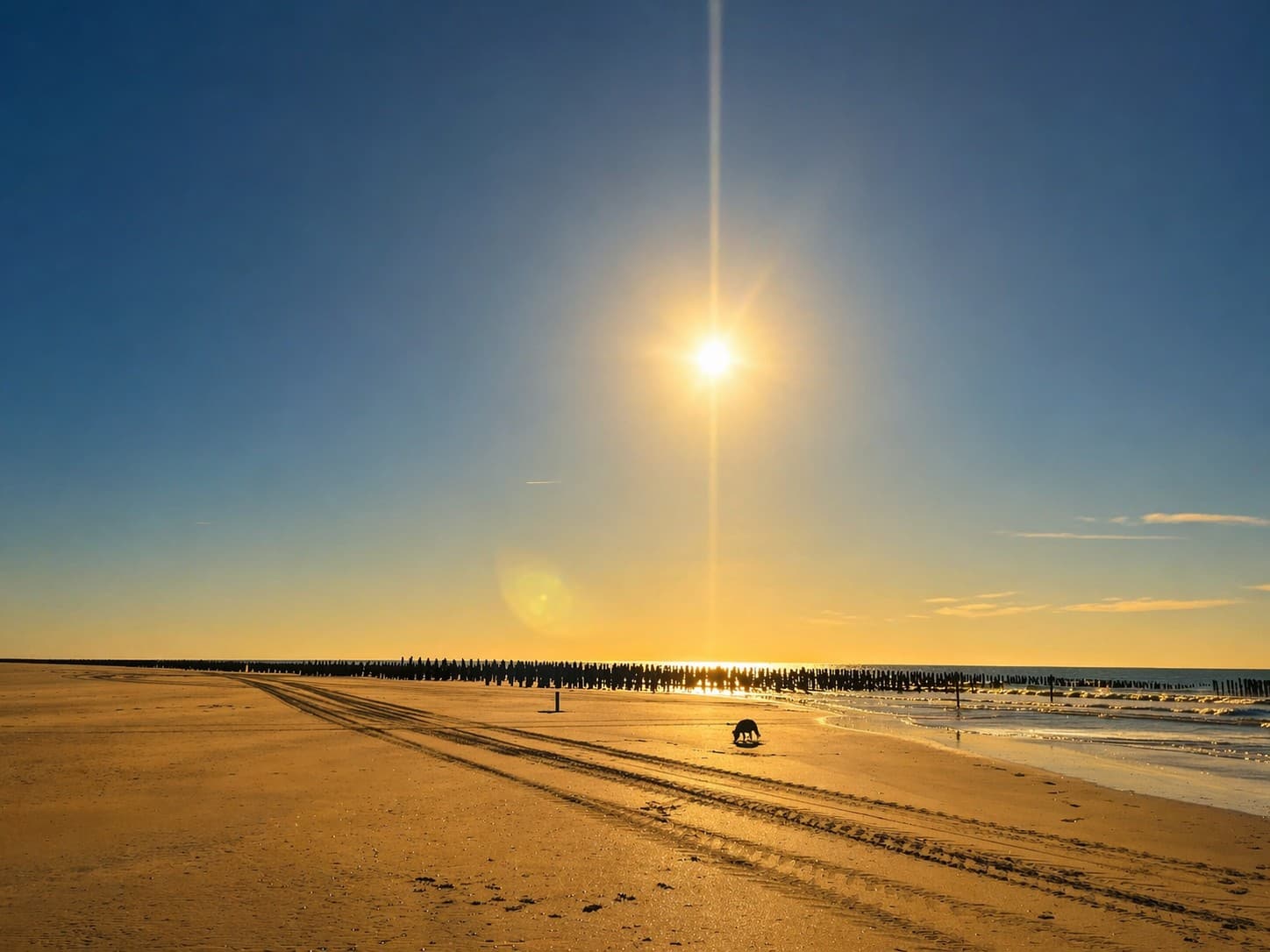 Bouchots dorés sous le soleil en Baie de Somme