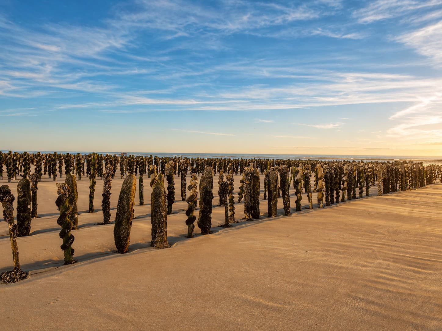 Bouchots en hiver sous la neige, Baie de Somme